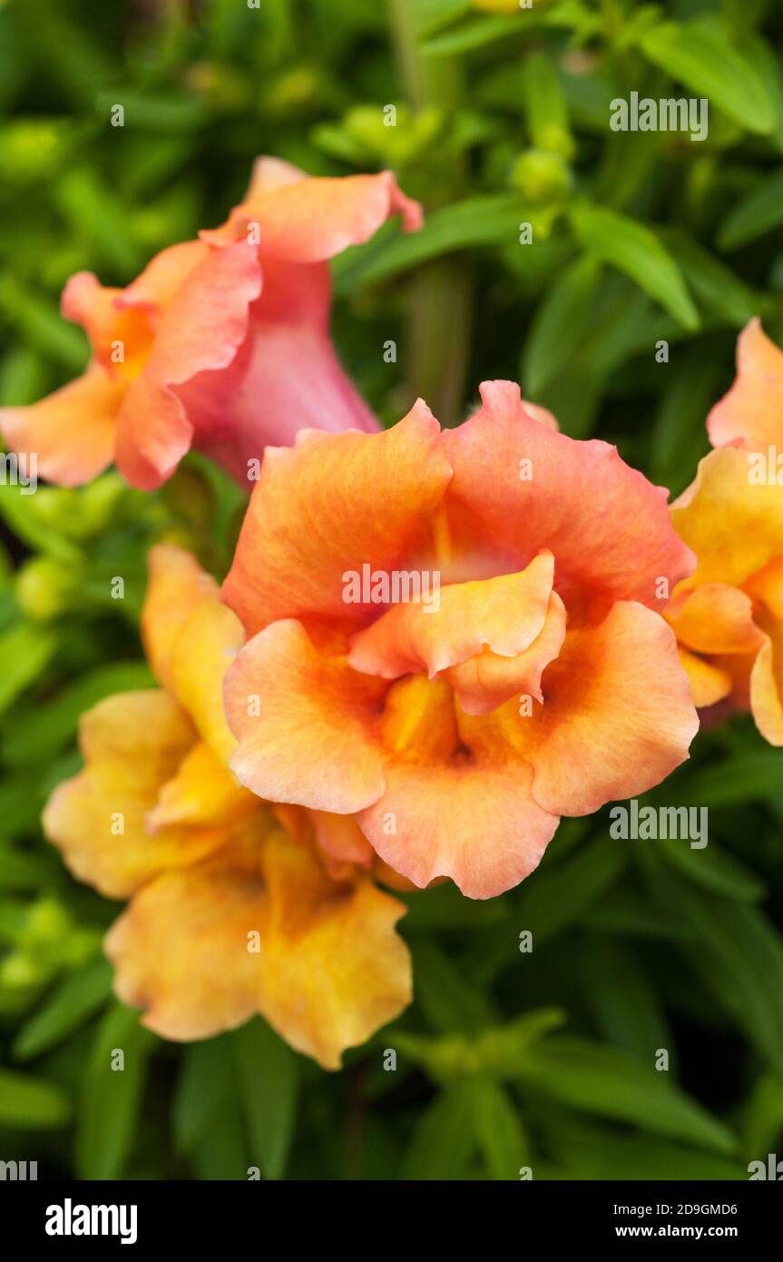 Close up of Antirrhinum Twinny a double flowered dwarf compact plant with orange bronze flower.. A summer to autumn flowering annual Stock Photo