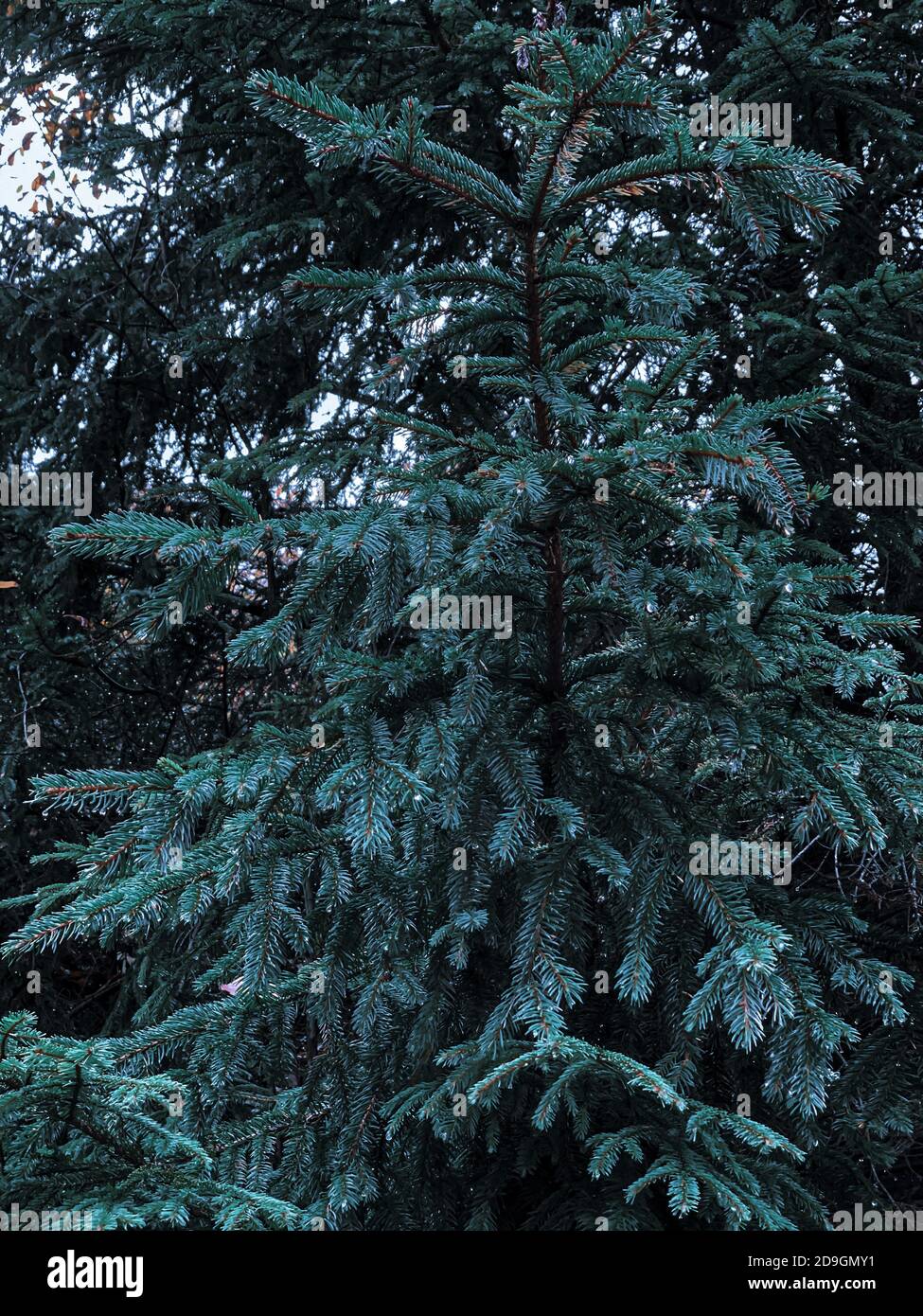 Selective focus vertical shot hi-res stock photography and images - Alamy