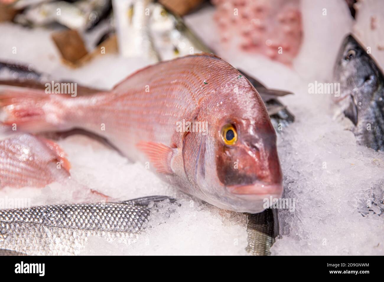 A big pink dentex in a fish market. Common dentex (Dentex dentex). Stock Photo