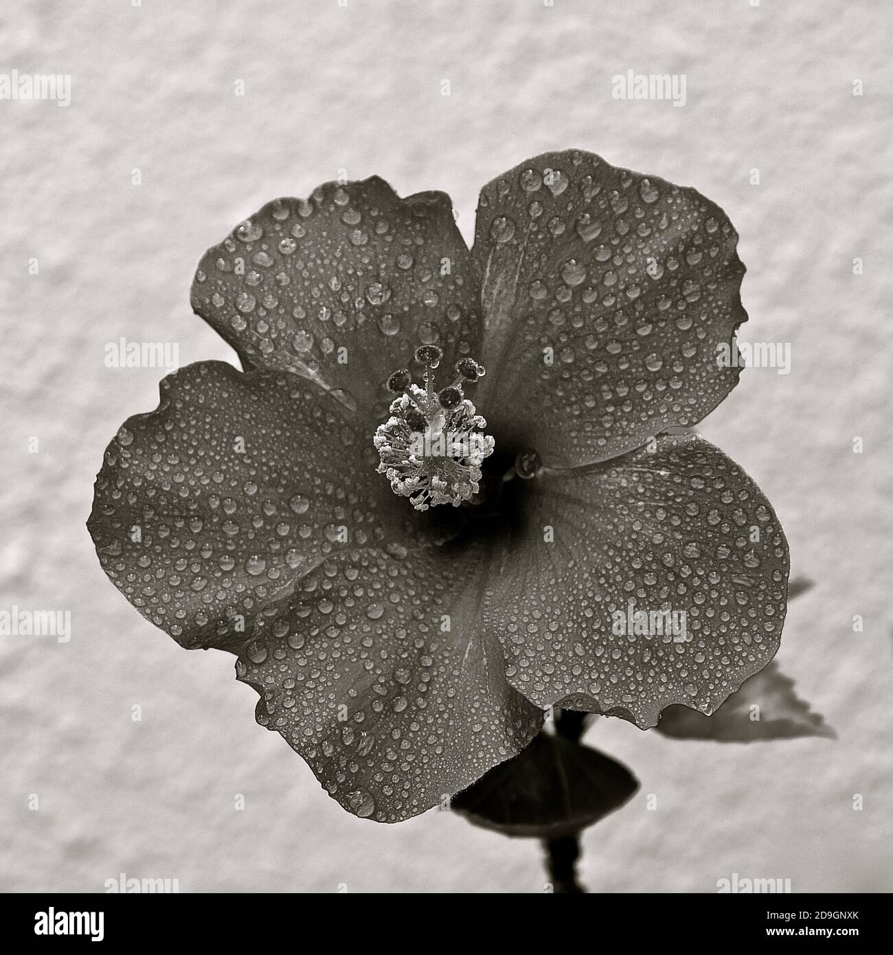 Flower with water droplets in black and white Stock Photo