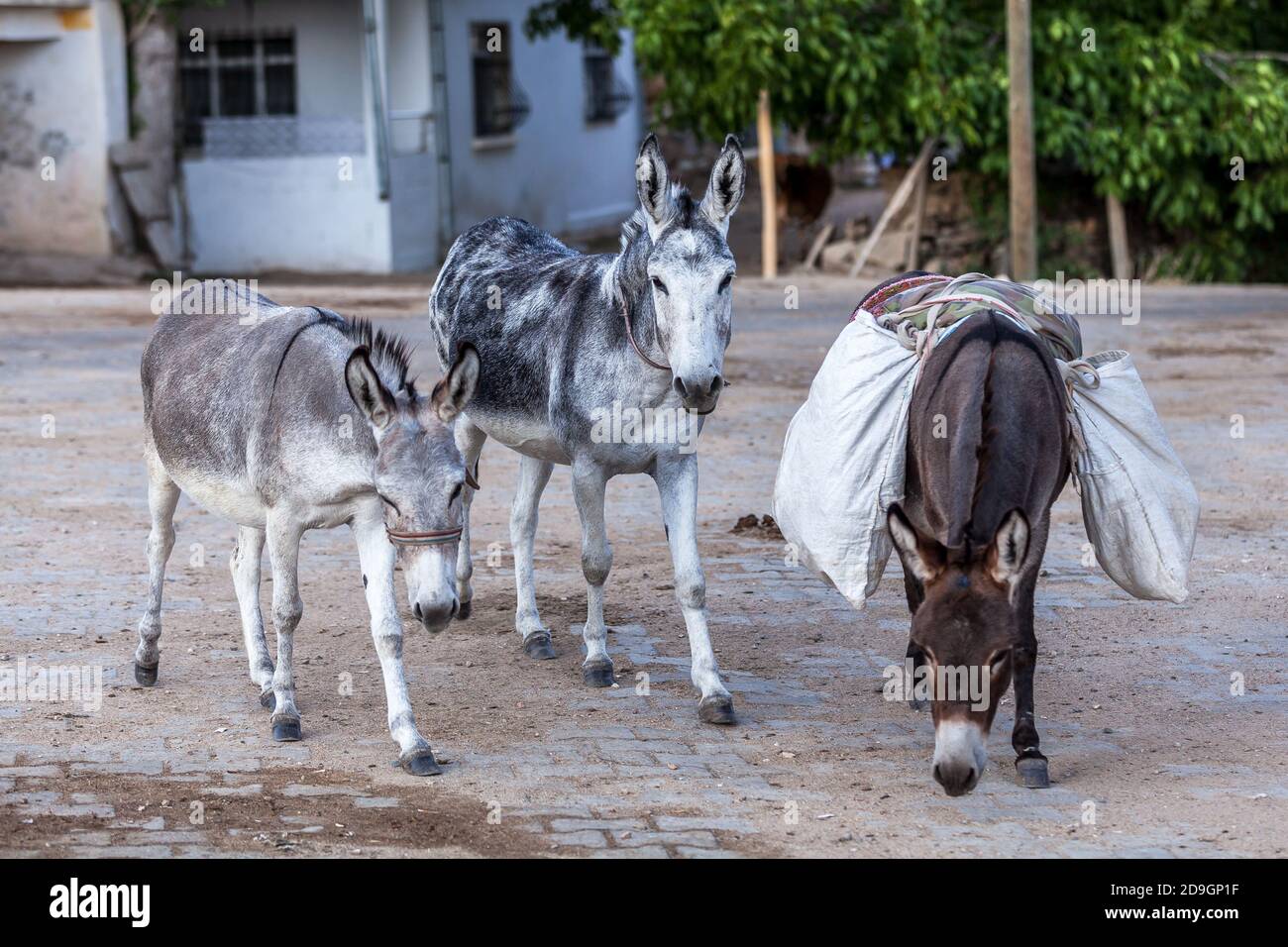 three donkey standing in village square Stock Photo