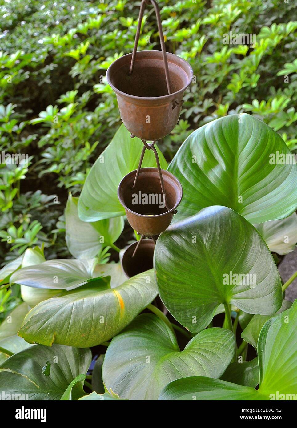 Garden feature of bronze cups which channel rainfall down the chains into the plant pots of lush greenery. Stock Photo