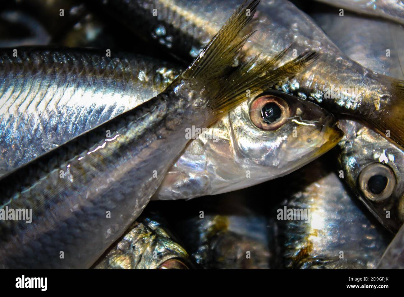Sardines Close up Stock Photo
