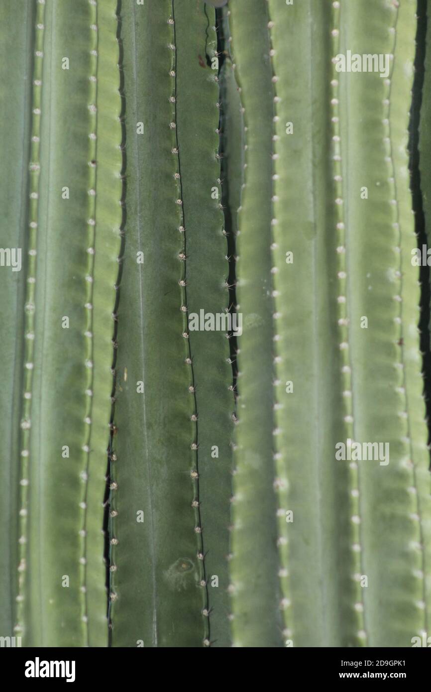Cactus close up Stock Photo