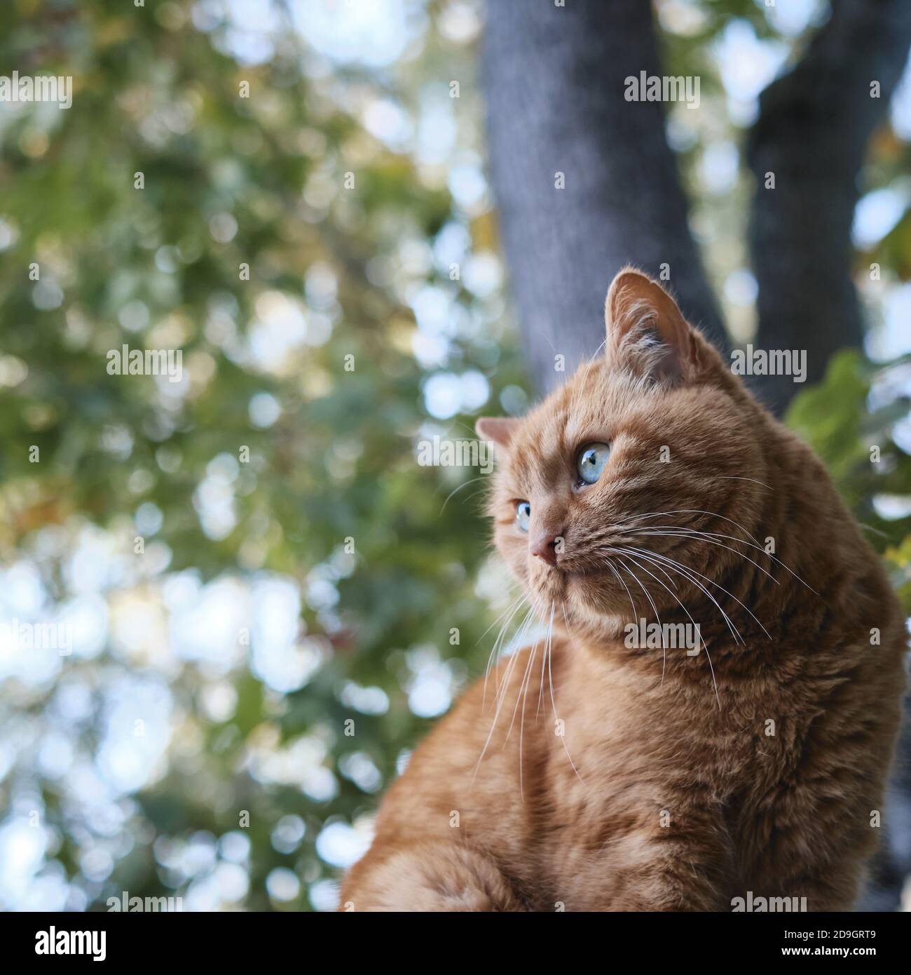 Low angle shot of a domestic short-haired cat Stock Photo - Alamy