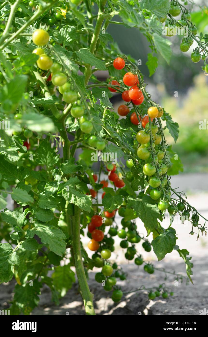 Unripe bunches cherry tomatoes on plant in vegetable garden Stock Photo