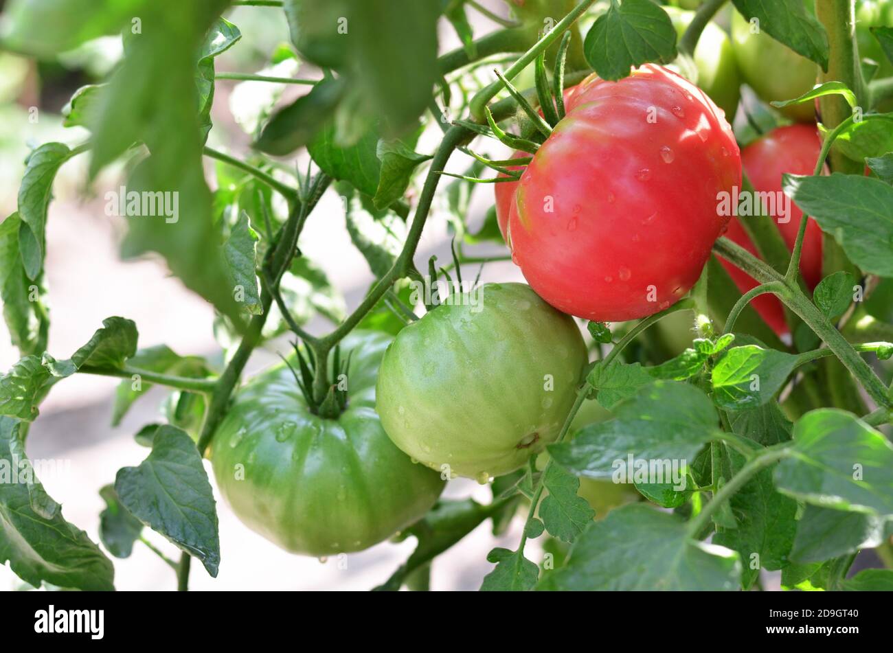 Tomatoes of varying ripeness grow in the garden. Close-up Stock Photo