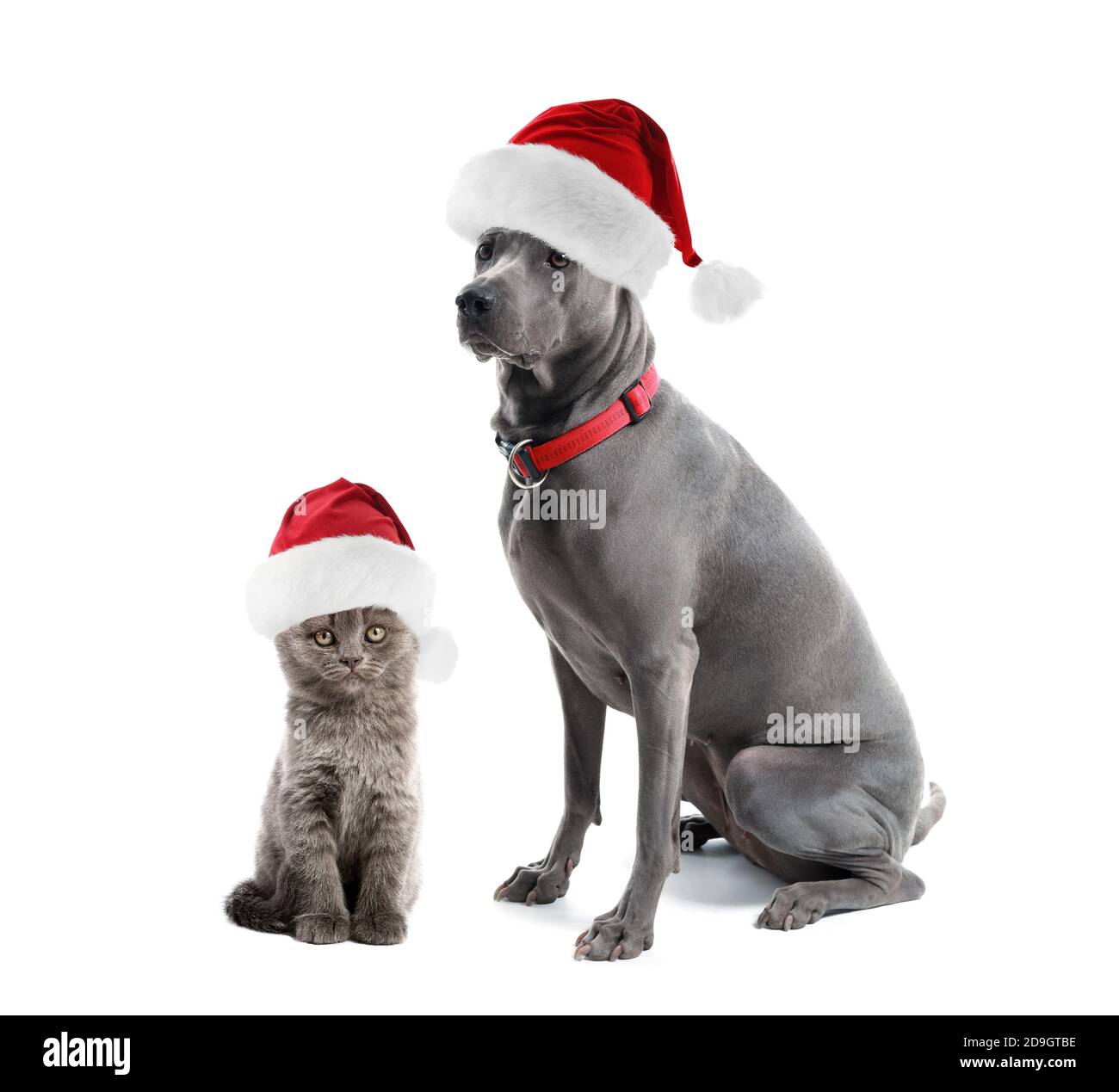 Cute cat and dog in Santa hats on white background Stock Photo - Alamy