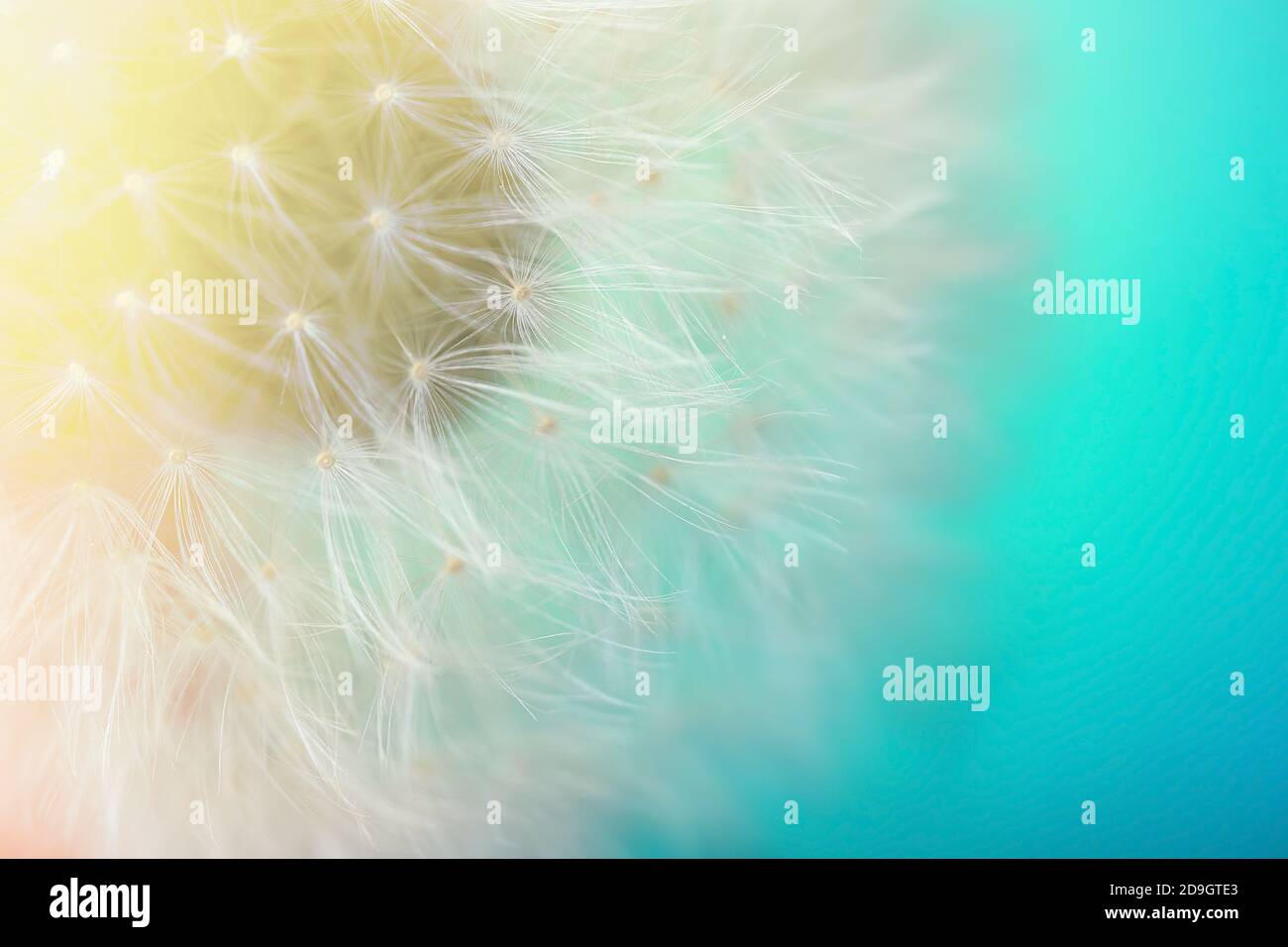 Beautiful dandelion on color background, closeup Stock Photo
