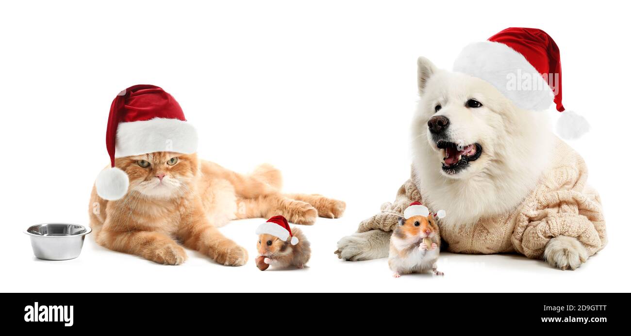 Cute pets in Santa hats on white background Stock Photo - Alamy