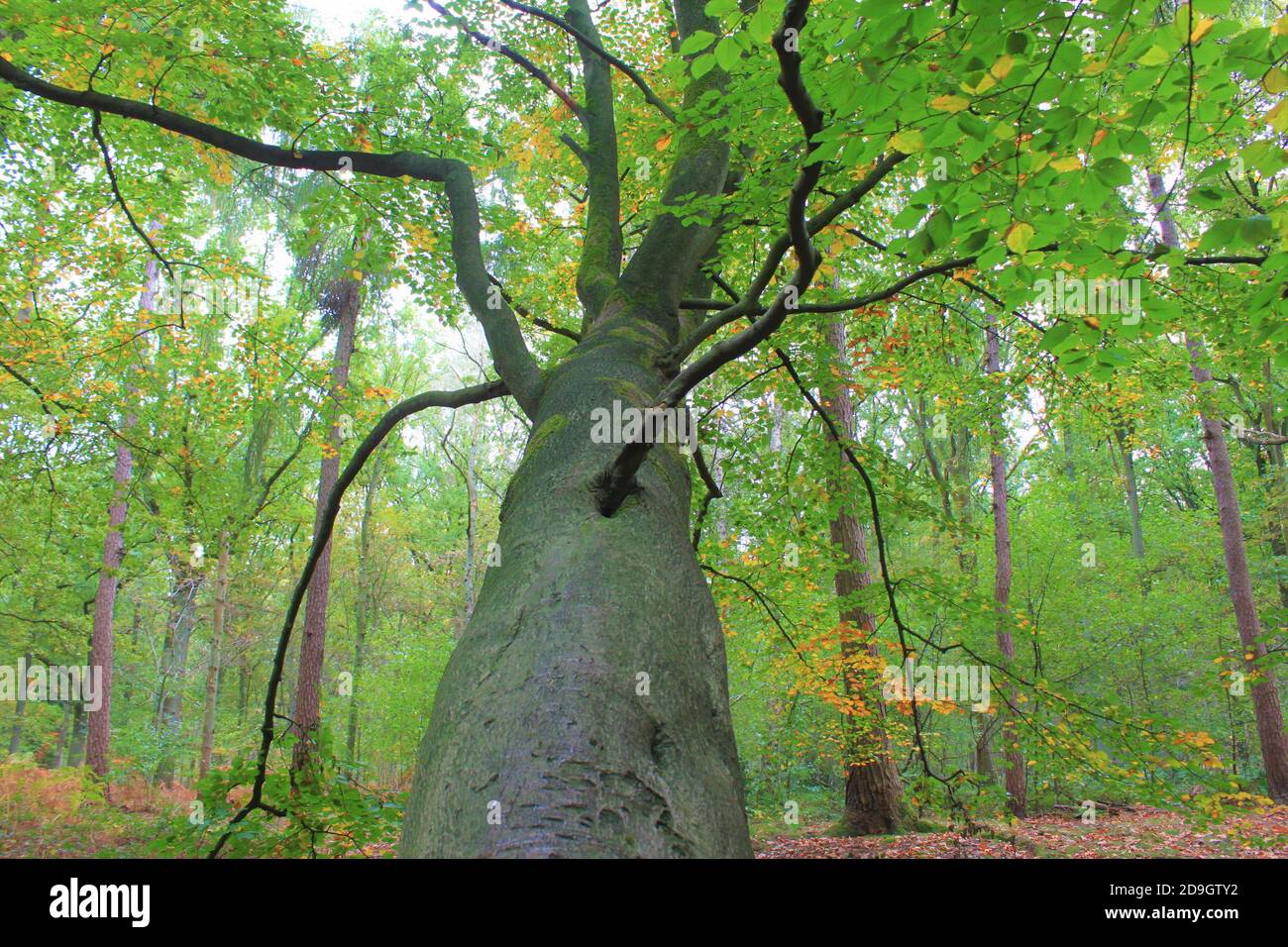 Beautiful view tall trees in hi-res stock photography and images - Alamy