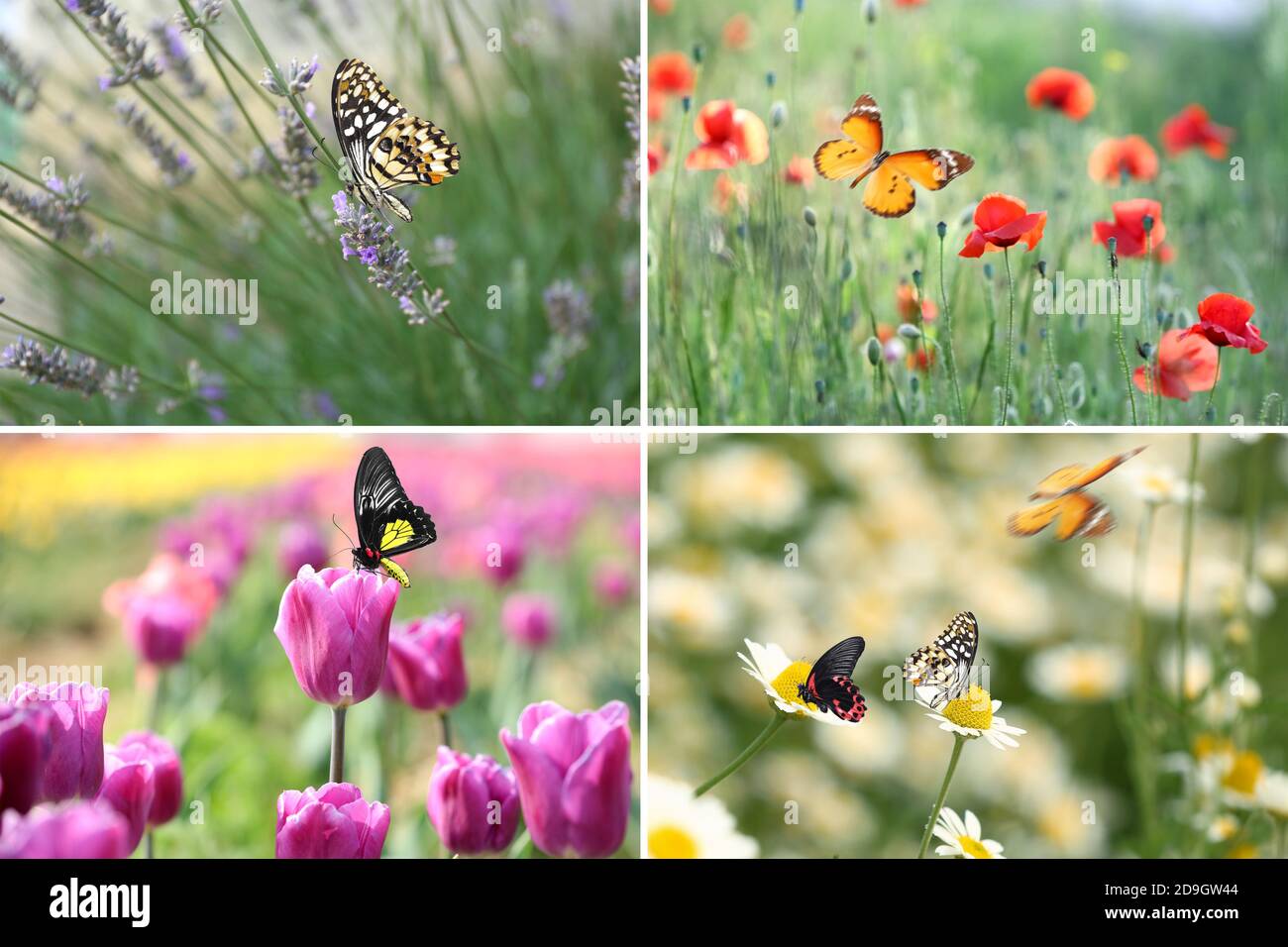 Collage of photos with beautiful tropical butterflies on flowers in garden Stock Photo