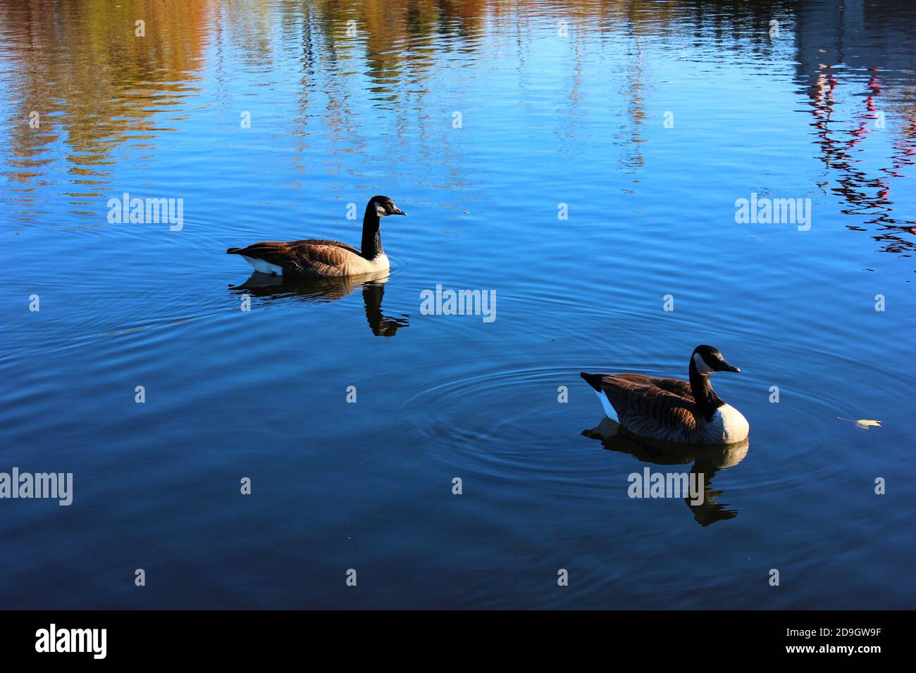 A beautiful view of Canadian wildlife (birds) amidst their natural habitat. Stock Photo