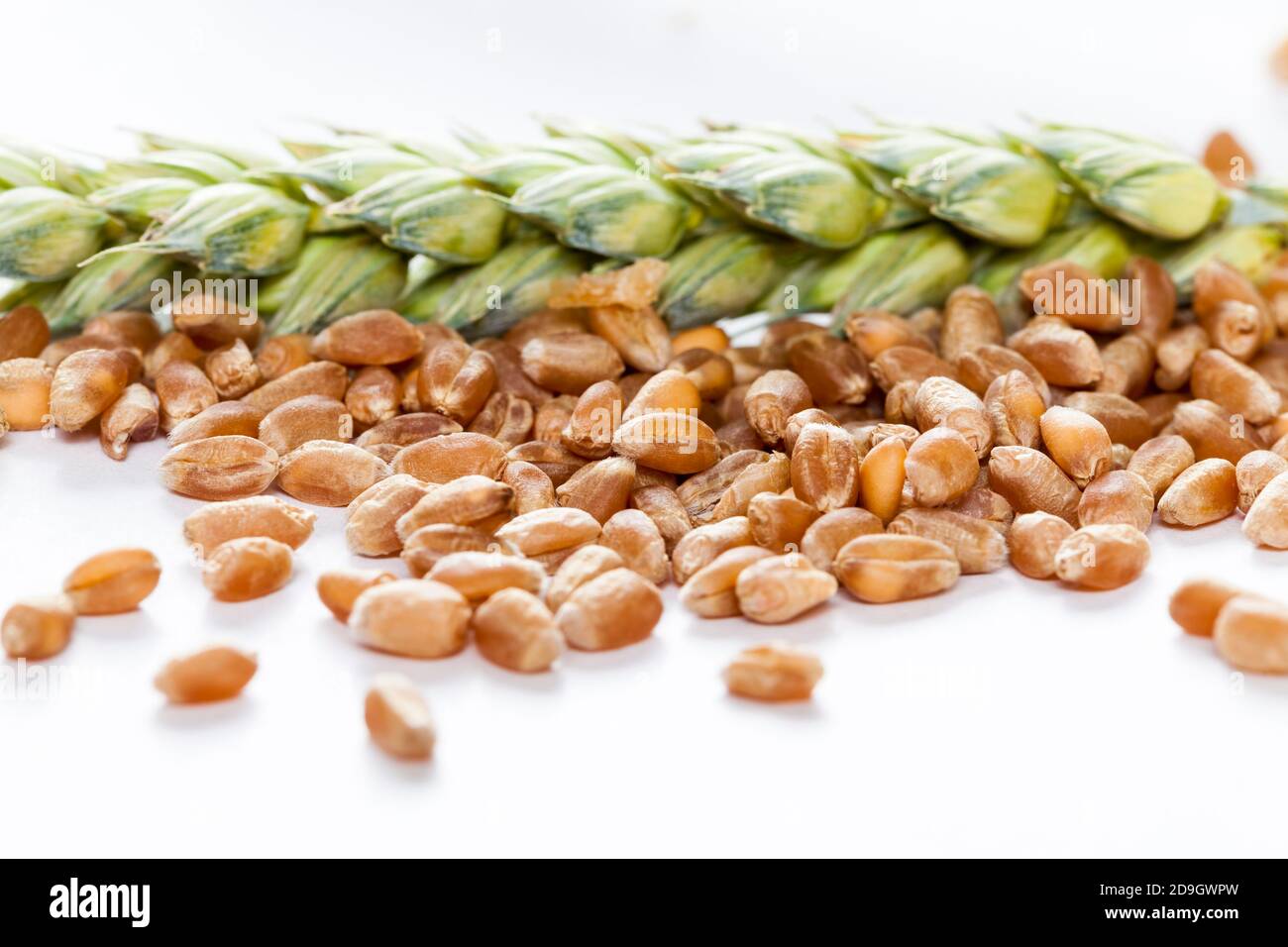 wheat or rye grain from which bread Stock Photo - Alamy