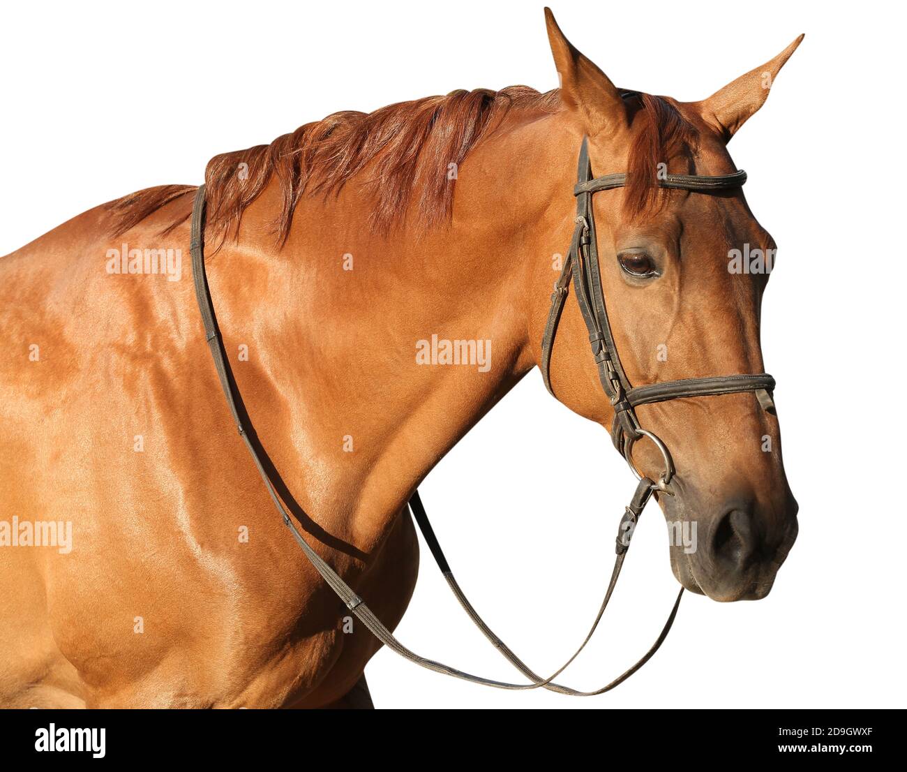 Chestnut horse on white background Stock Photo - Alamy