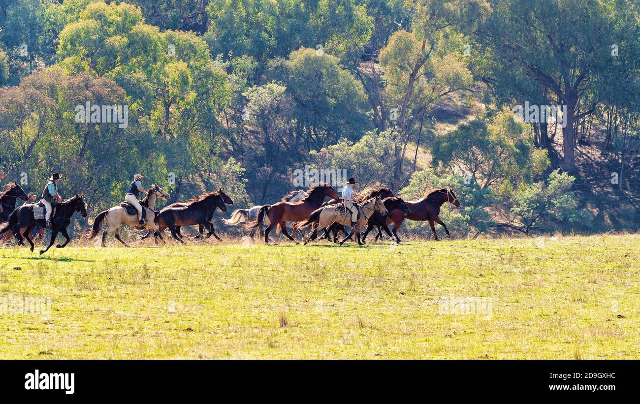 CORRYONG, VICTORIA, AUSTRALIA - APRIL 5TH 2019: The Man From Snowy River Bush Festival re-enactment, riders on horseback chase wild horses on 5th Apri Stock Photo