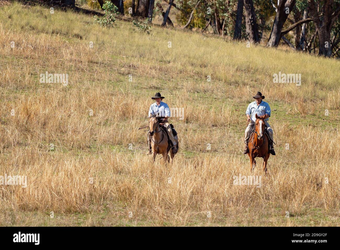 CORRYONG, VICTORIA, AUSTRALIA - APRIL 5TH 2019: The Man From Snowy River Bush Festival re-enactment, riders on horseback come down from out of the bus Stock Photo