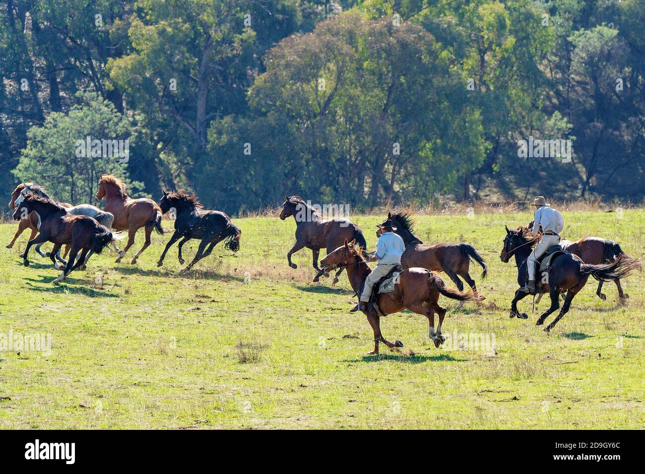 CORRYONG, VICTORIA, AUSTRALIA - APRIL 5TH 2019: The Man From Snowy River Bush Festival re-enactment, riders on horseback chase wild horses on 5th Apri Stock Photo