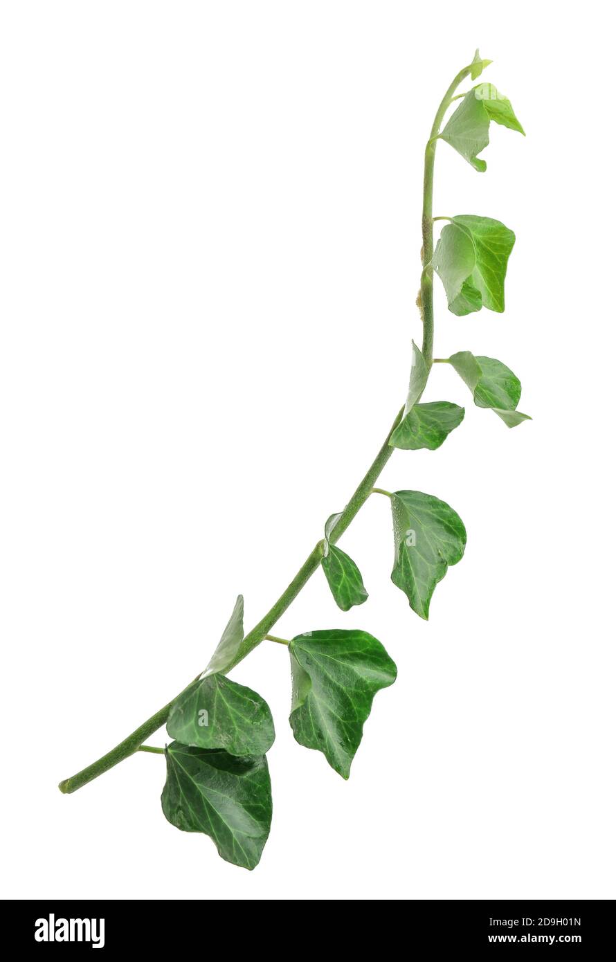 Green ivy on white background Stock Photo - Alamy
