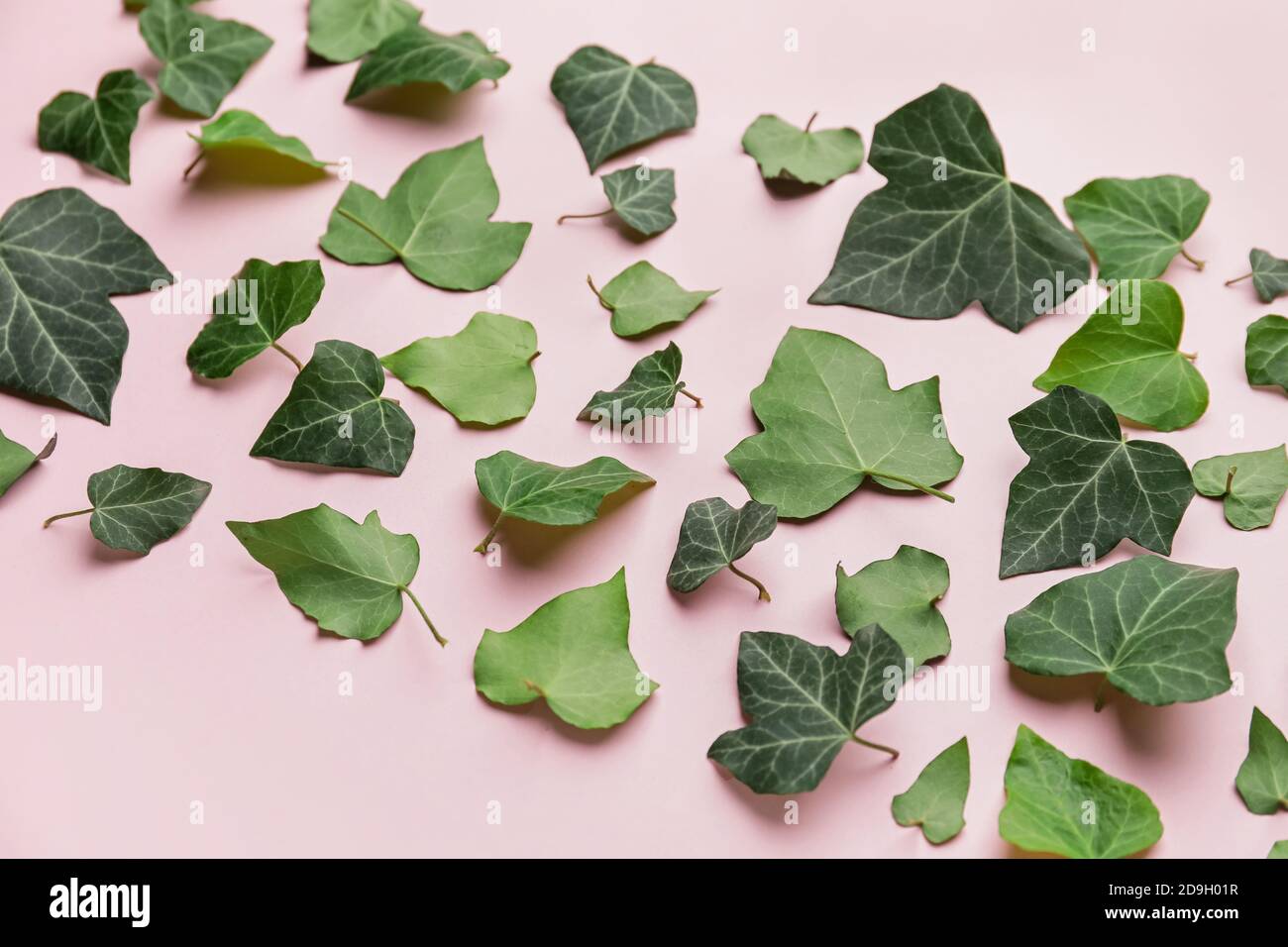 Green ivy leaves on color background Stock Photo