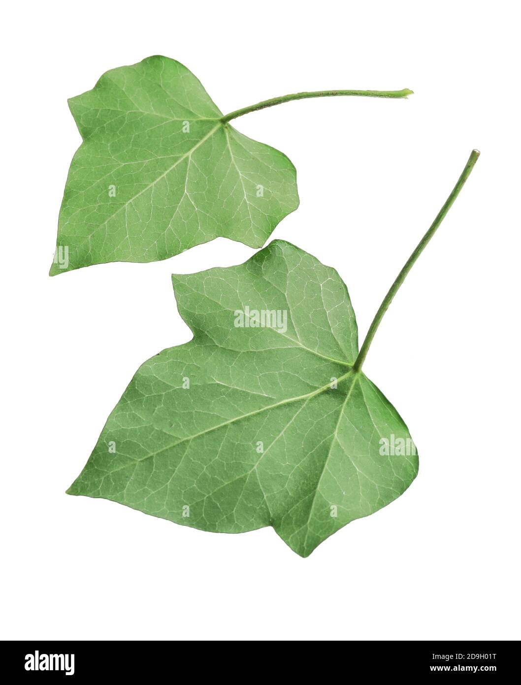 Green ivy leaves on white background Stock Photo - Alamy