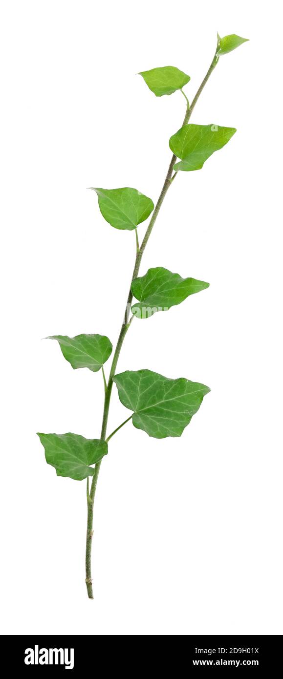 Green ivy on white background Stock Photo - Alamy