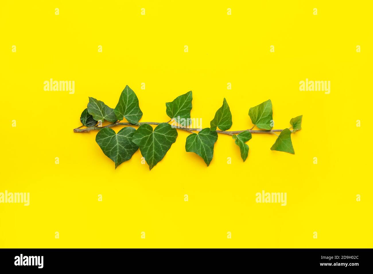 Green ivy branch on color background Stock Photo