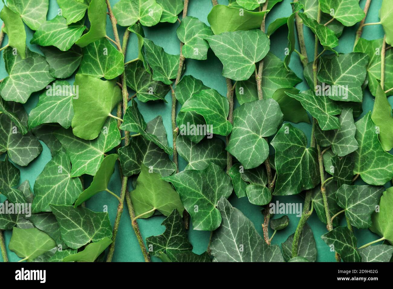 Green ivy leaves as background Stock Photo