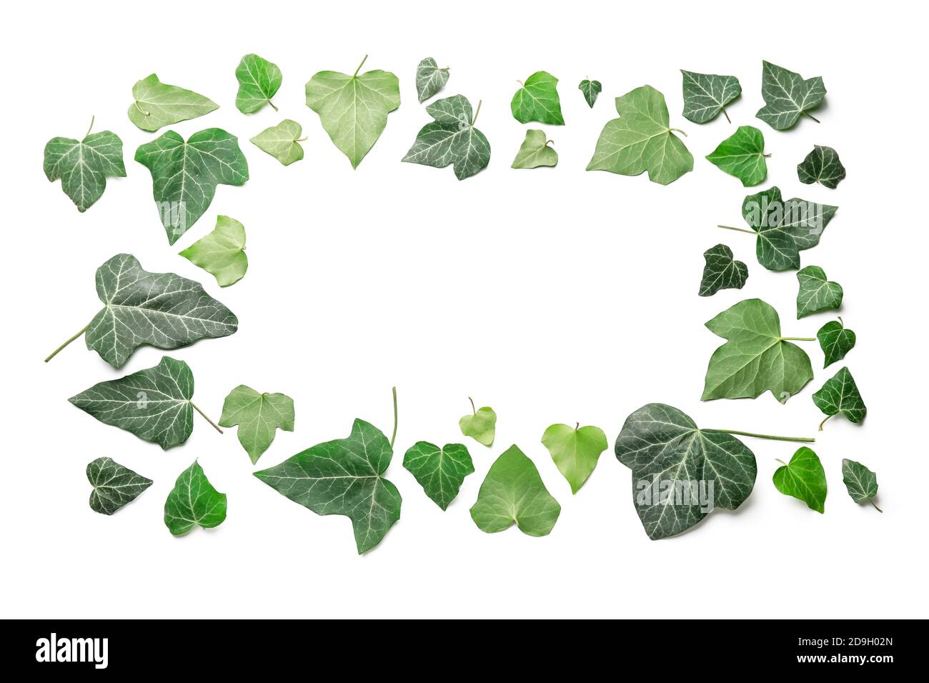 Frame made of green ivy leaves on white background Stock Photo - Alamy