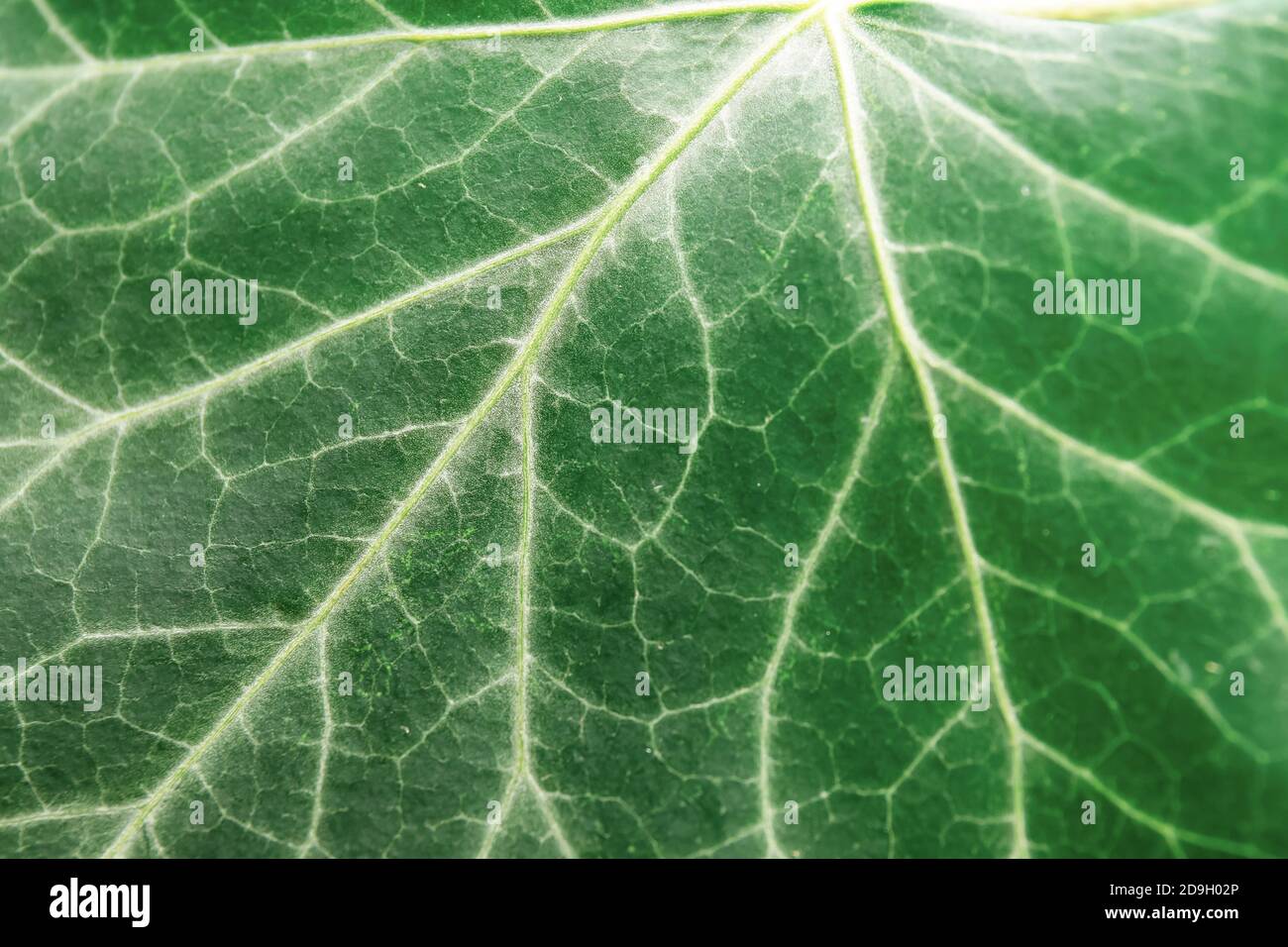 Texture of green ivy leaf, closeup Stock Photo