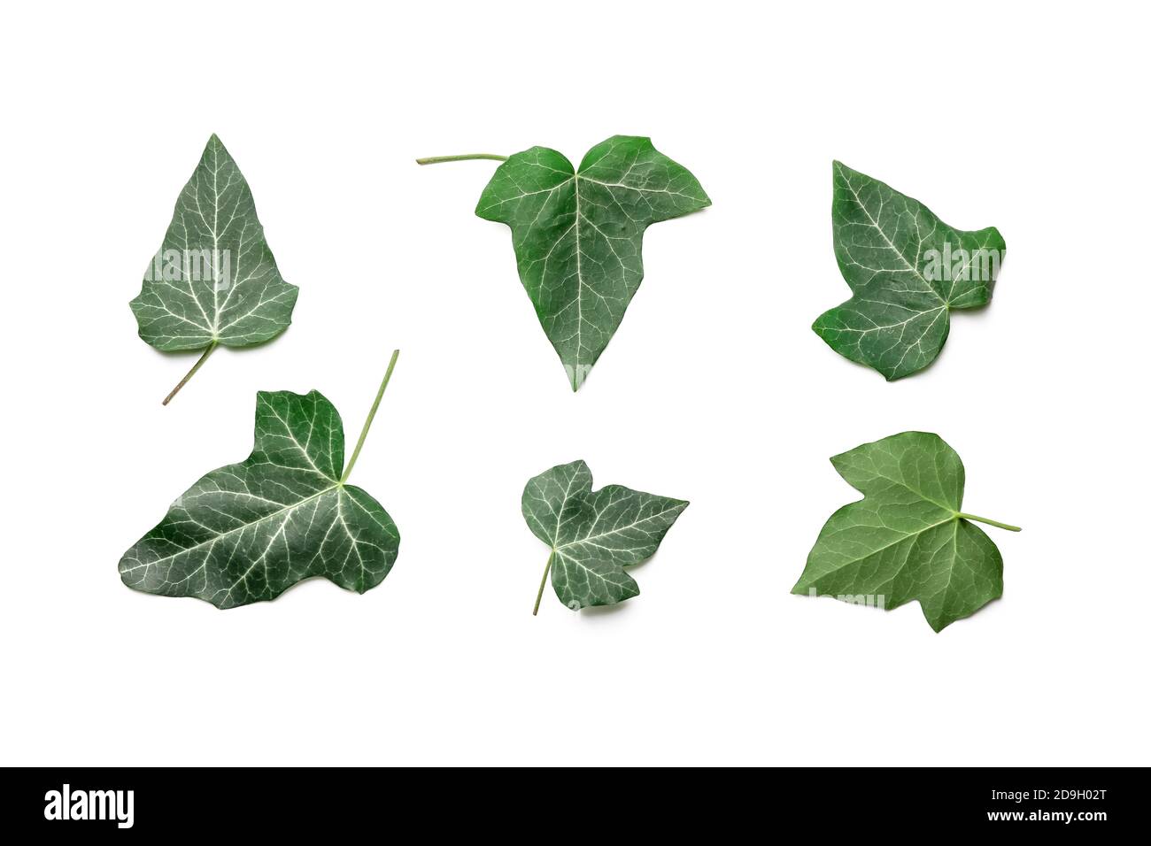 Green ivy leaves on white background Stock Photo - Alamy