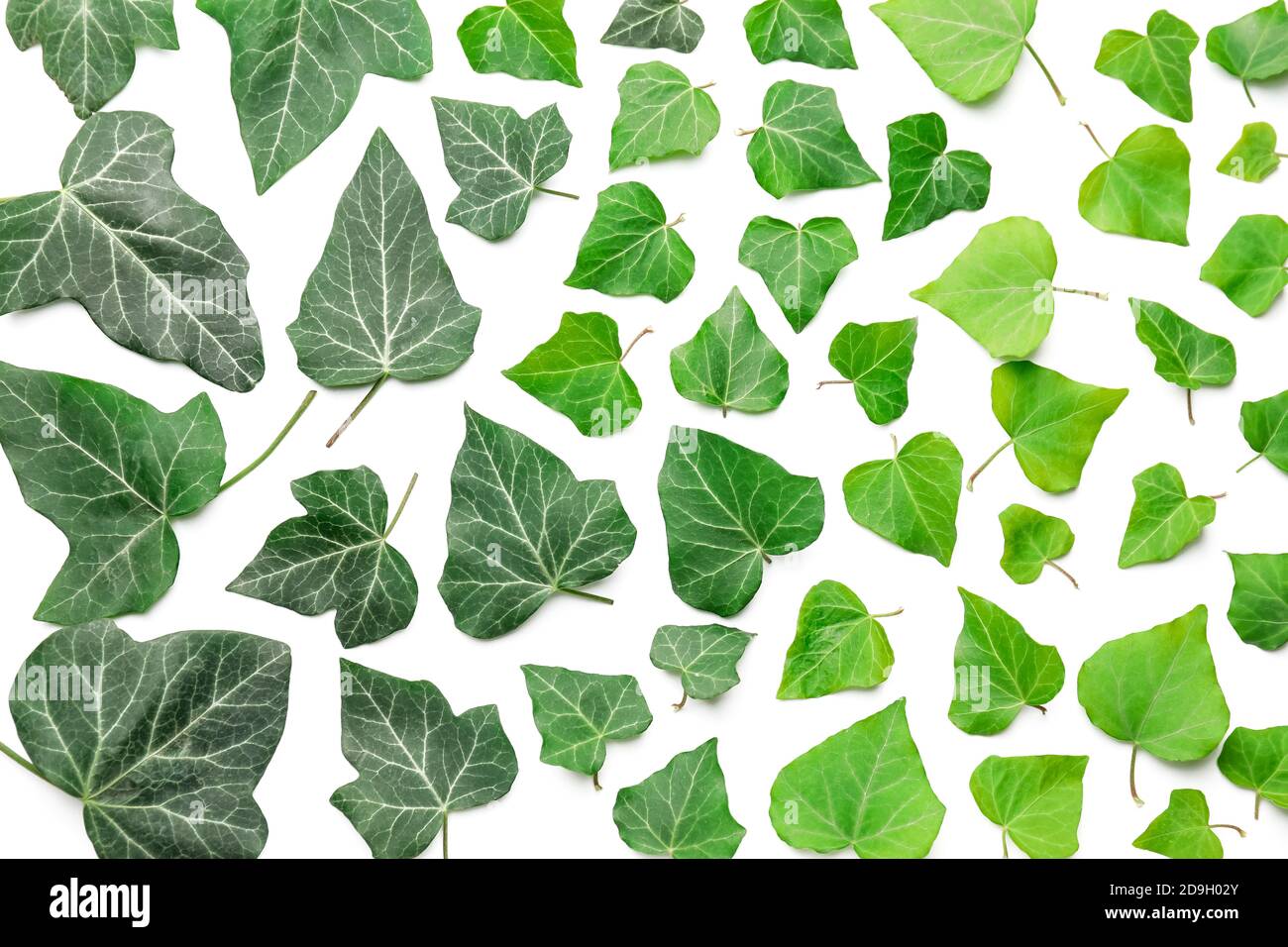 Green ivy leaves on white background Stock Photo - Alamy