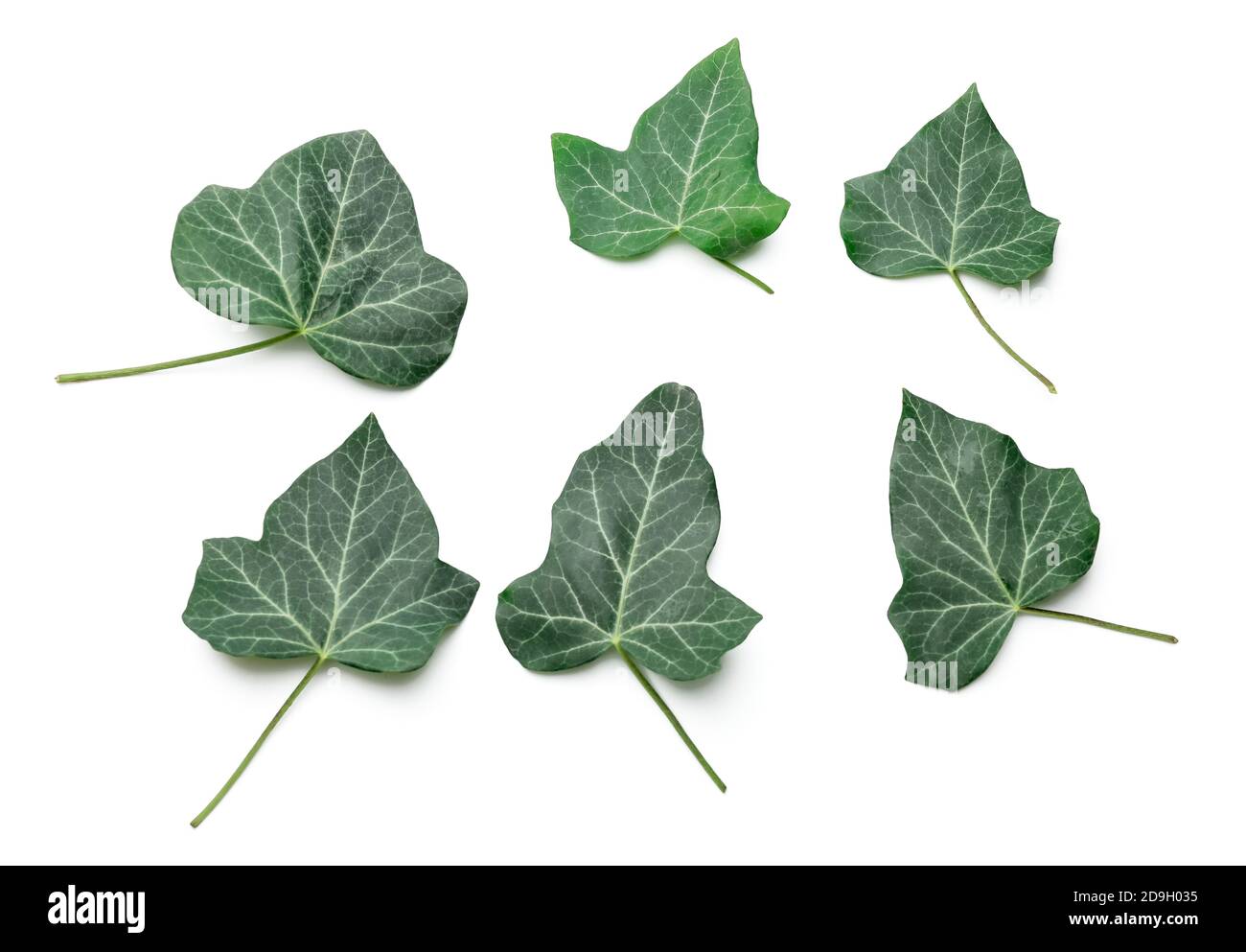 Green ivy leaves on white background Stock Photo - Alamy