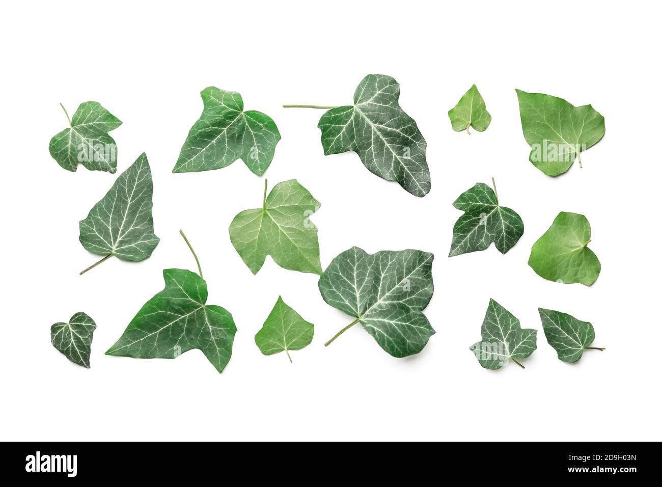 Green ivy leaves on white background Stock Photo - Alamy