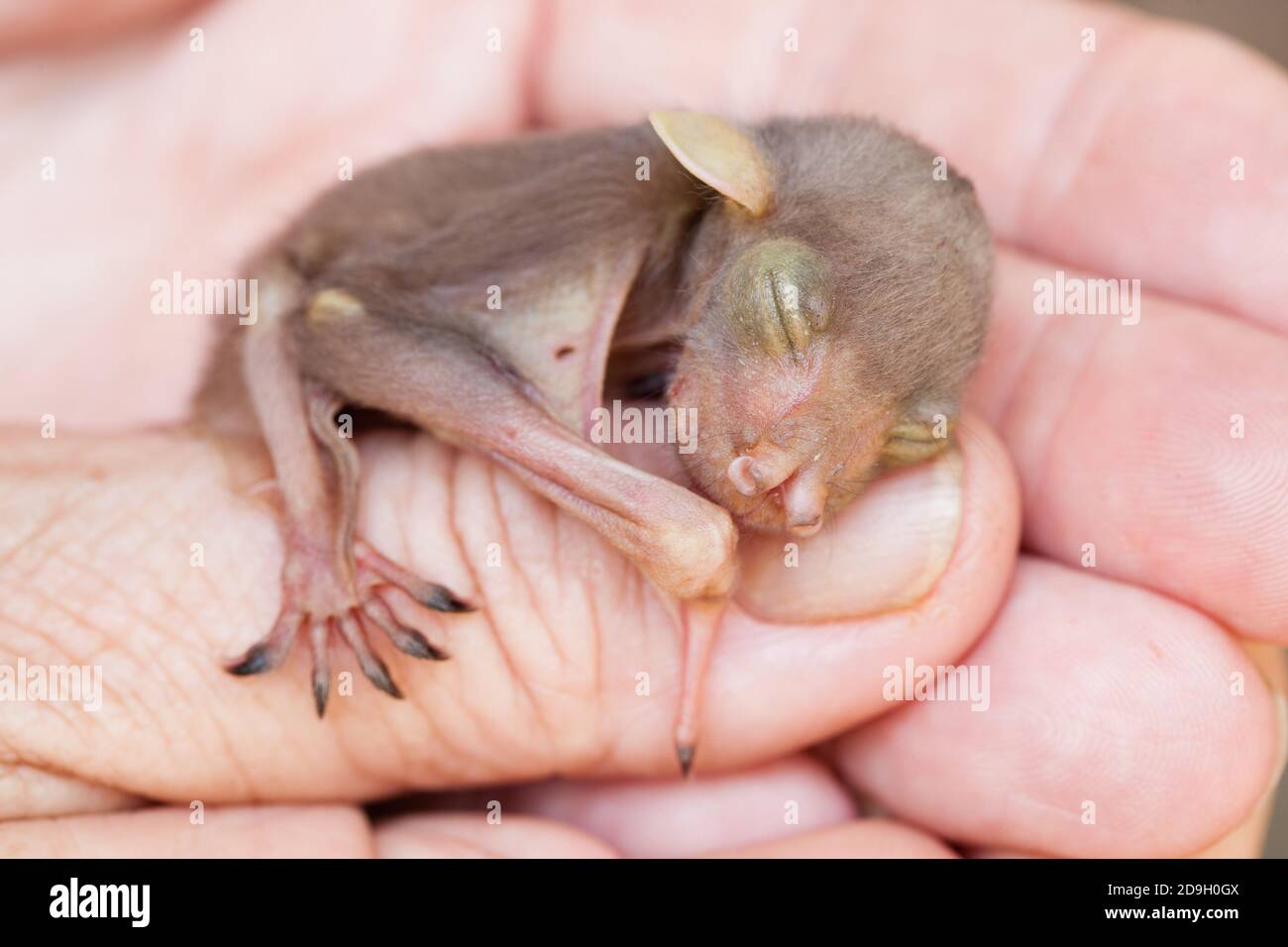 Tube Nosed Fruit Bat