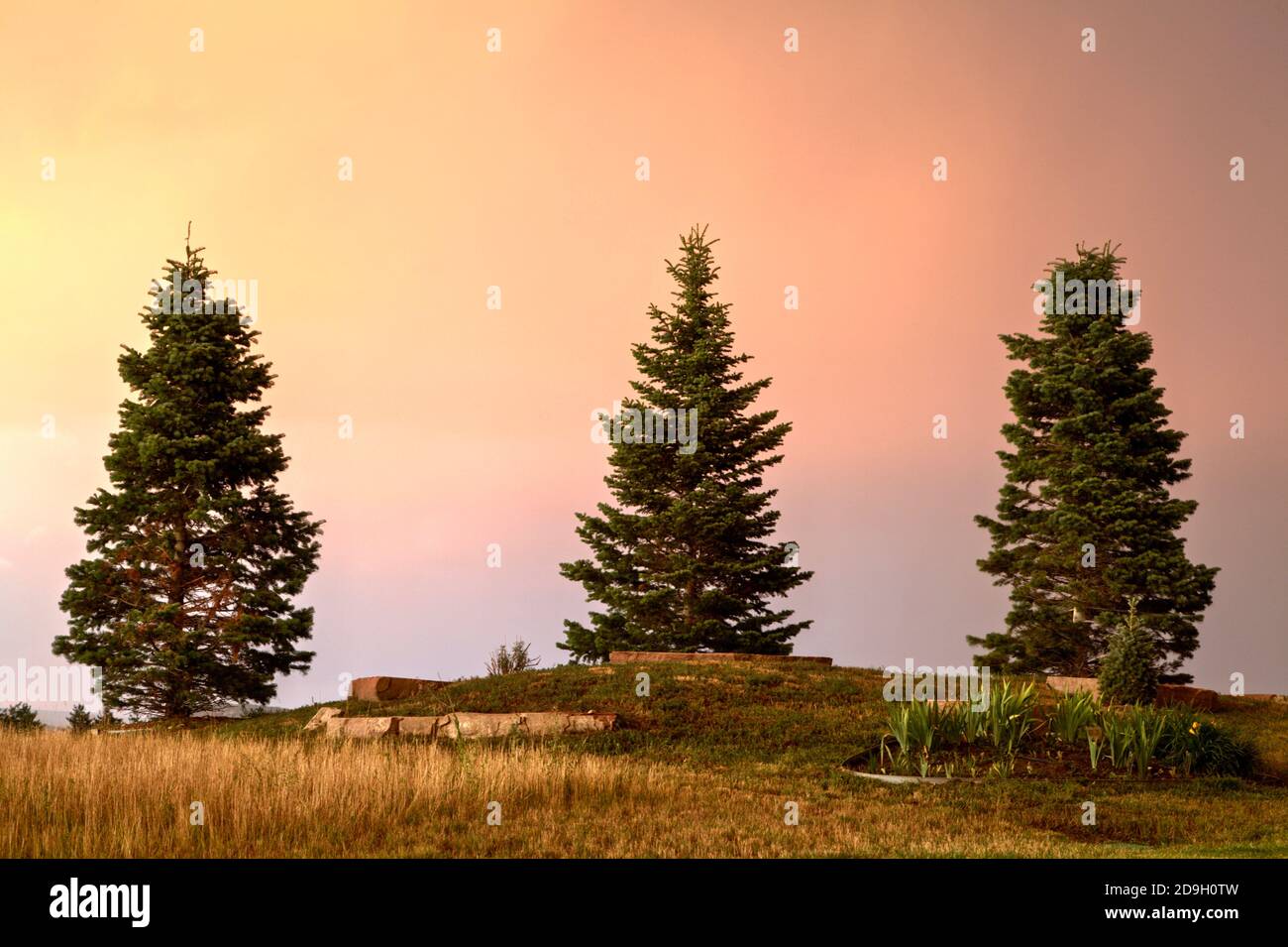 Three Colorado spruce trees grow on the crest of a small hill against the background of a sky colored by the setting sun. Stock Photo