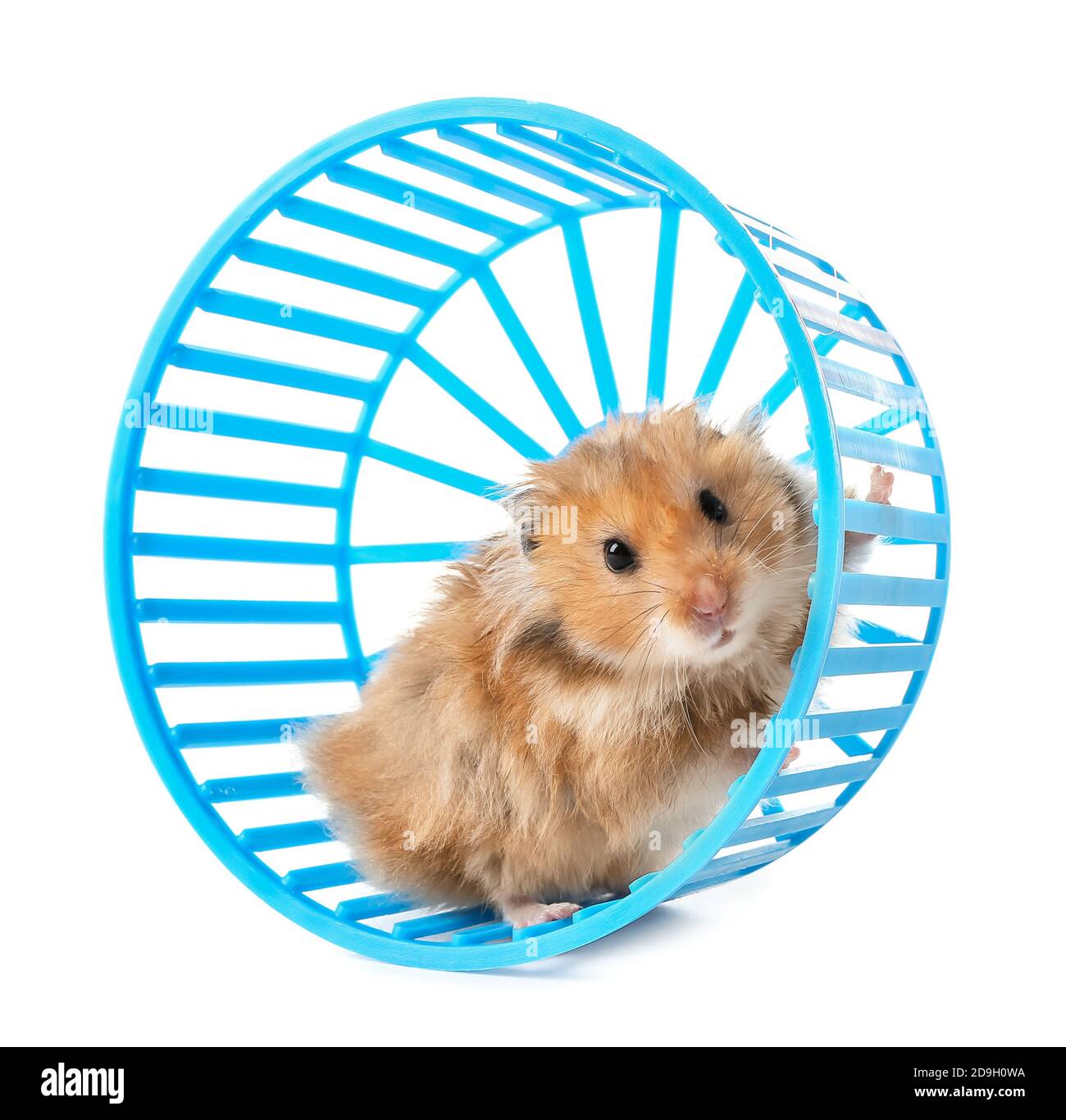 Funny hamster with wheel on white background Stock Photo