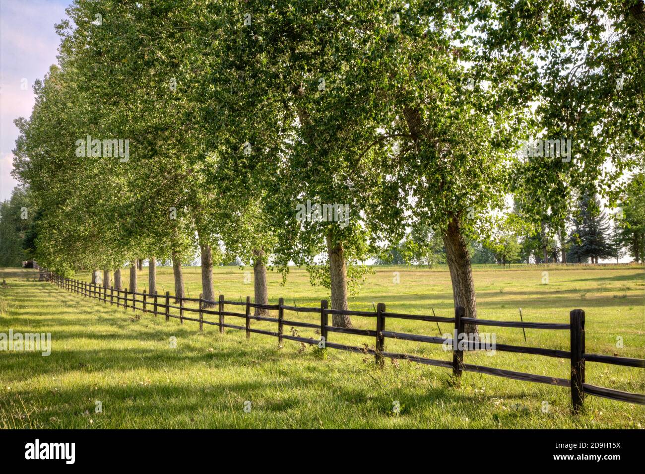A rail fence borders a meadow in the late afternoon light backed by a tall row of Plains Cottonwood Trees all casting long shadows. Stock Photo