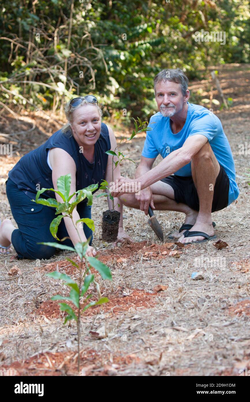 Planting trees. Rainforest revegetation. Daintree National Park