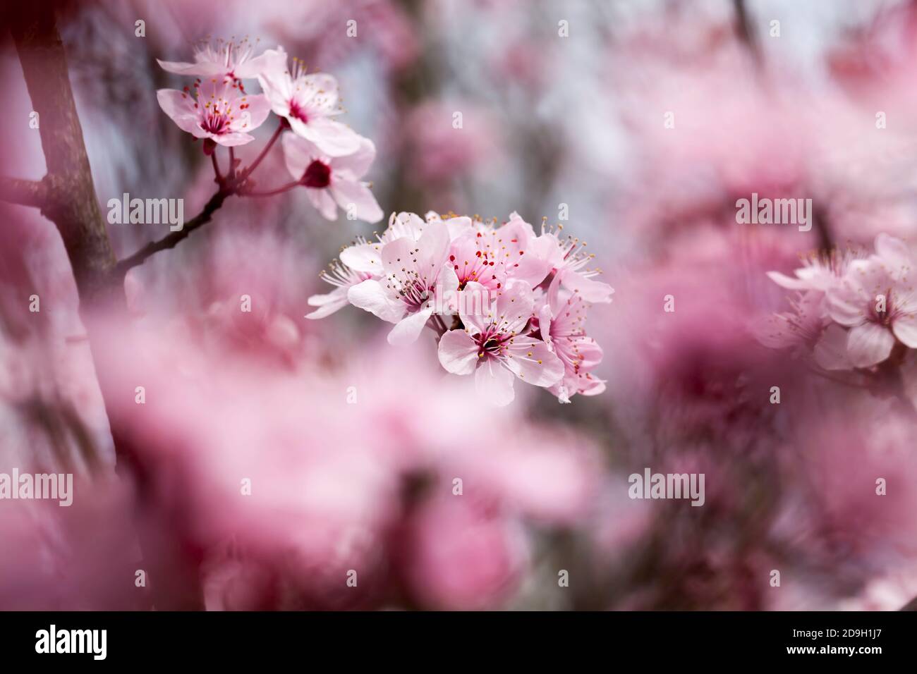 Red cherry flowers hi-res stock photography and images - Alamy