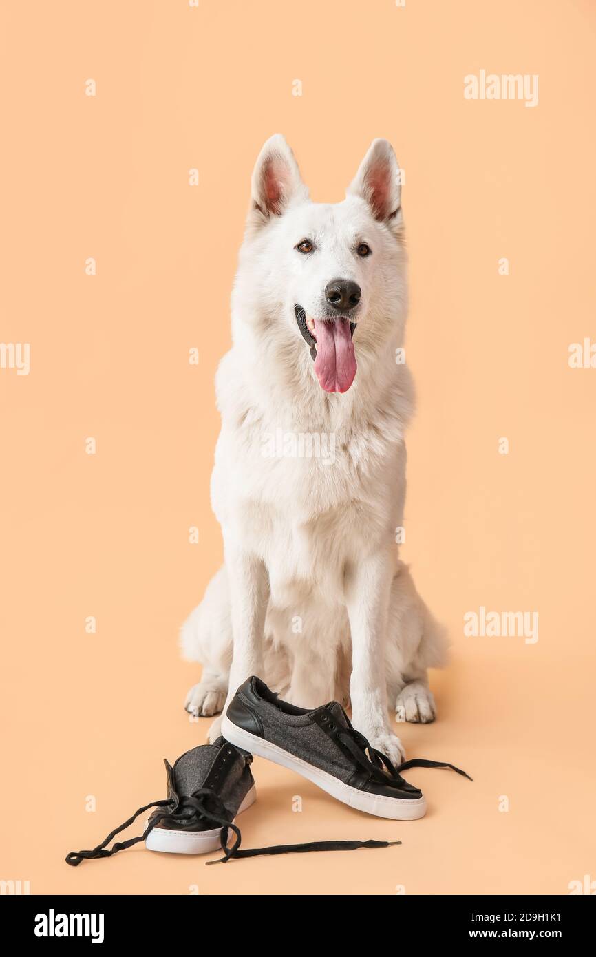 Funny naughty dog with shoes on color background Stock Photo Alamy
