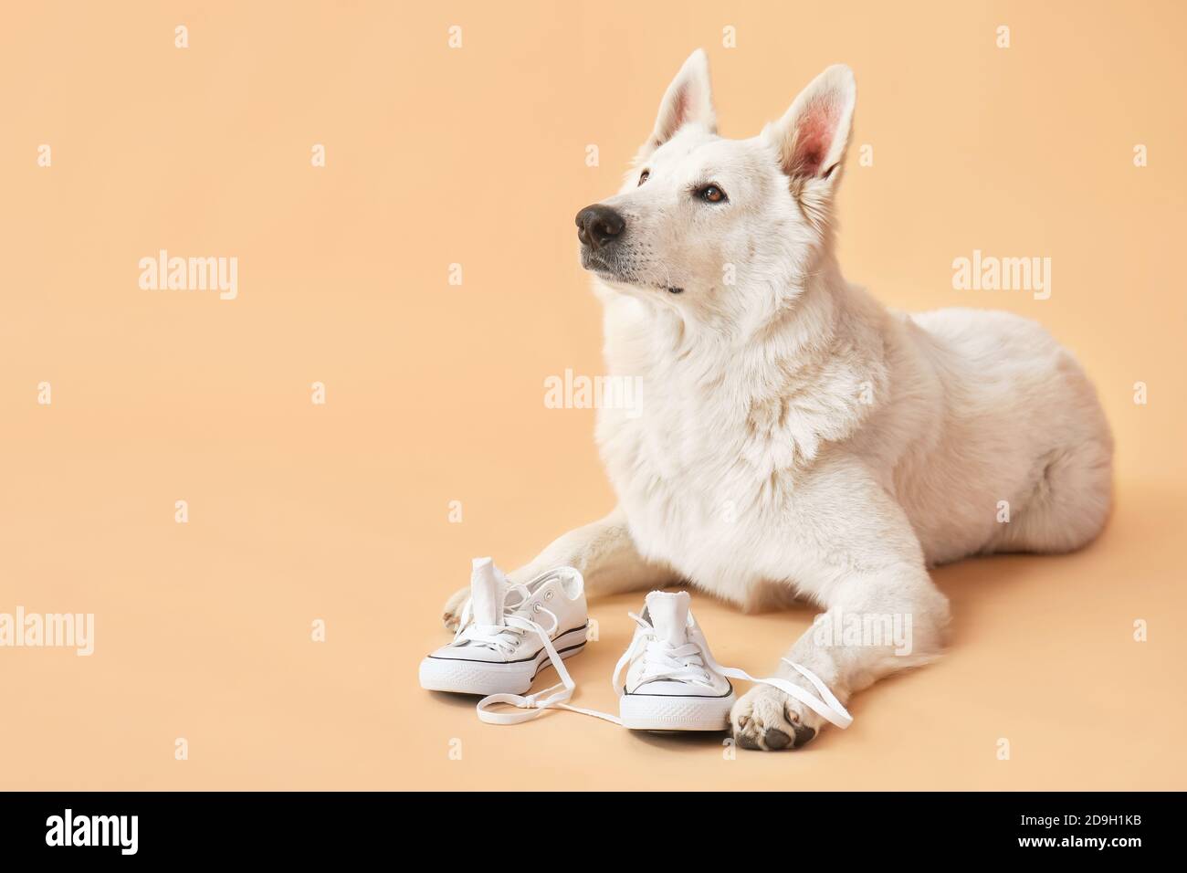 Funny naughty dog with shoes on color background Stock Photo Alamy
