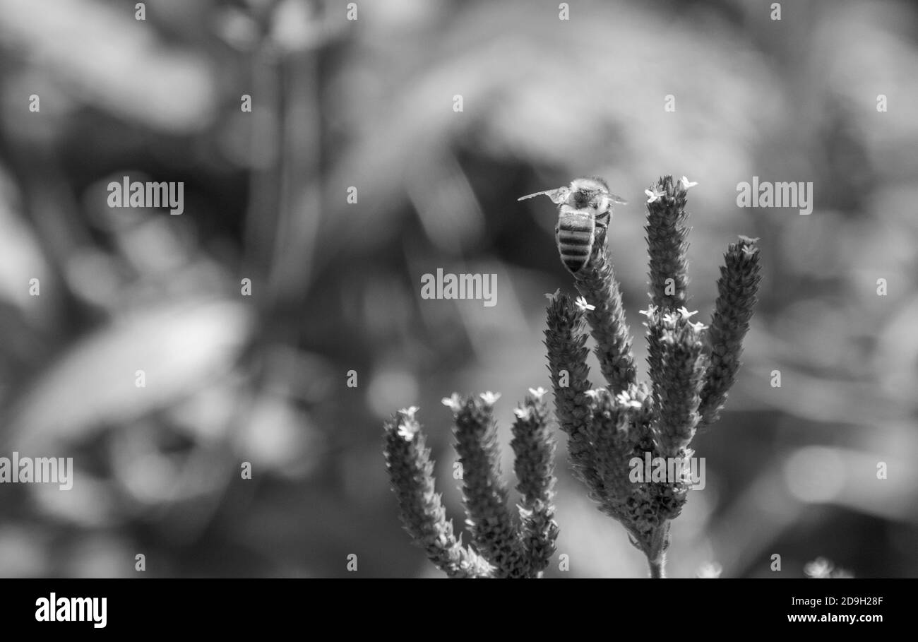 bumble bee gathering nectar Stock Photo