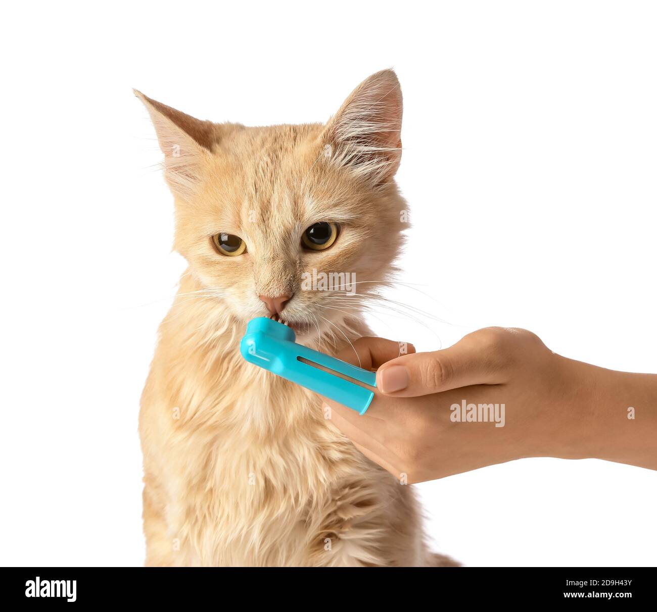 Owner brushing cat's teeth on white background Stock Photo Alamy