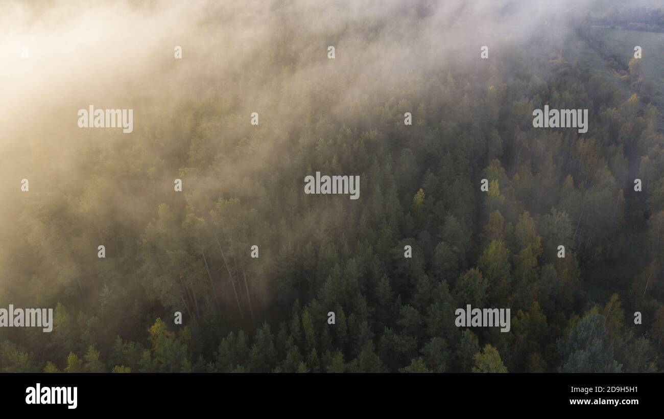 Aerial view of a beautiful forest covered in fog - great for wallpapers ...
