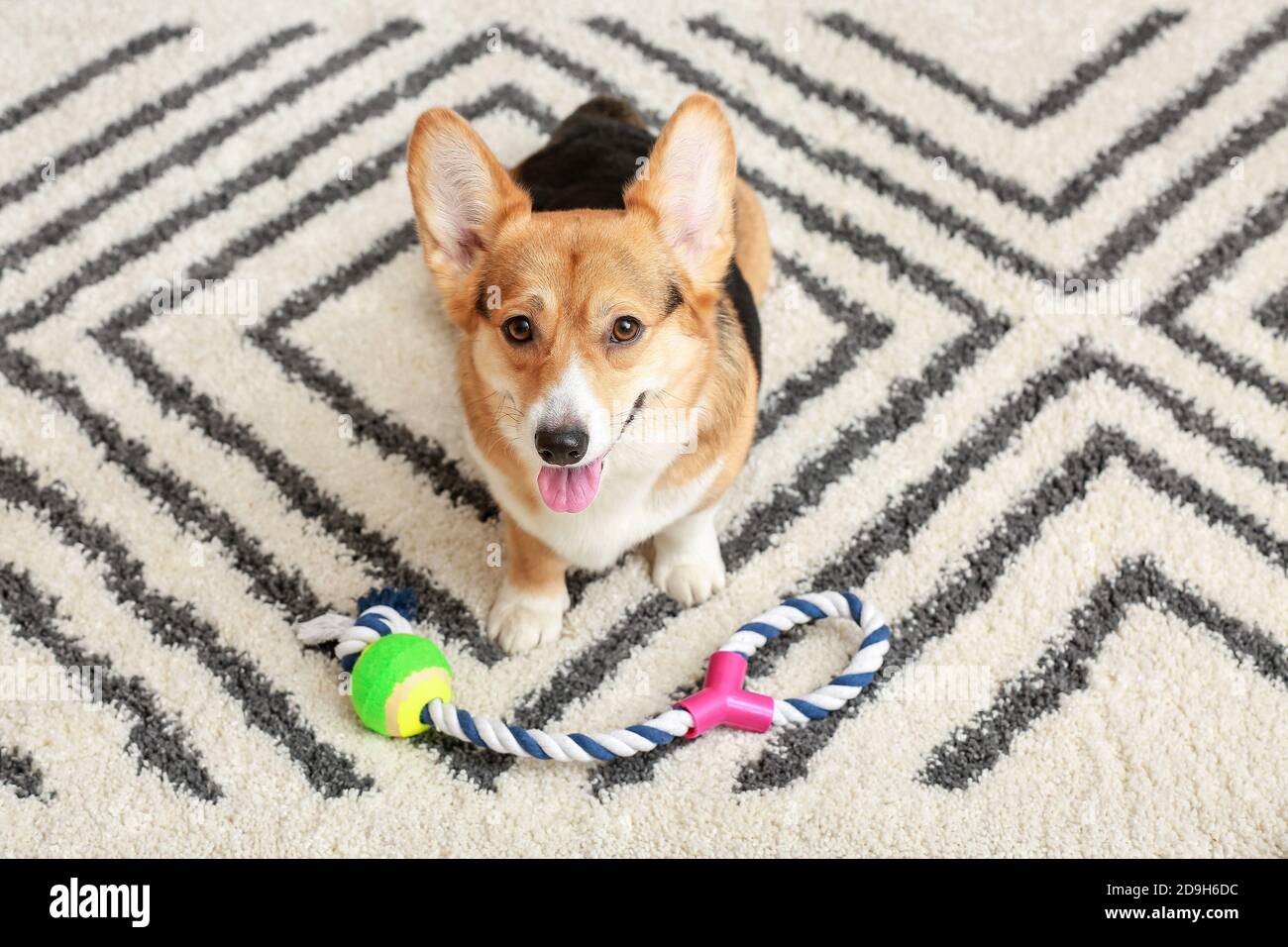 Cute dog with toy at home Stock Photo Alamy