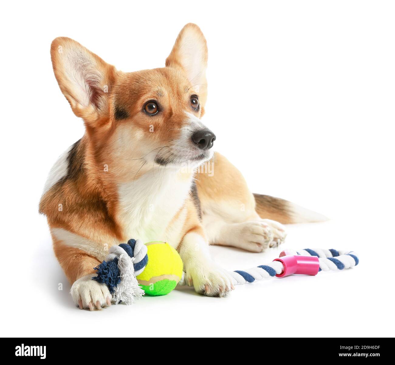 Cute dog with toy on white background Stock Photo Alamy