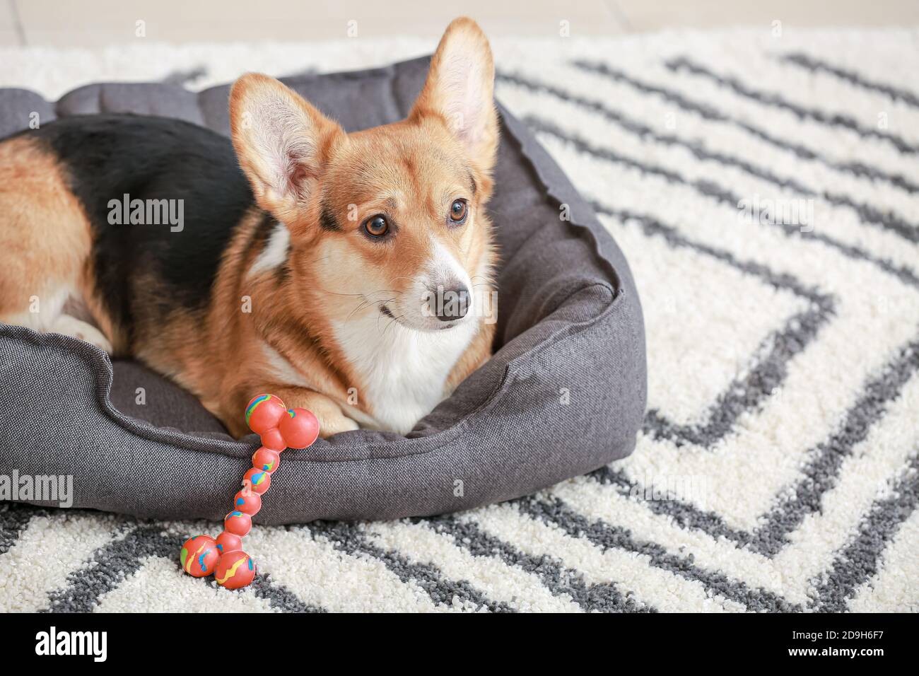 Cute dog with toy lying in pet bed at home Stock Photo - Alamy