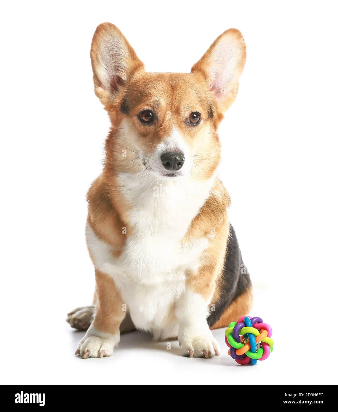 Cute dog with toy on white background Stock Photo Alamy