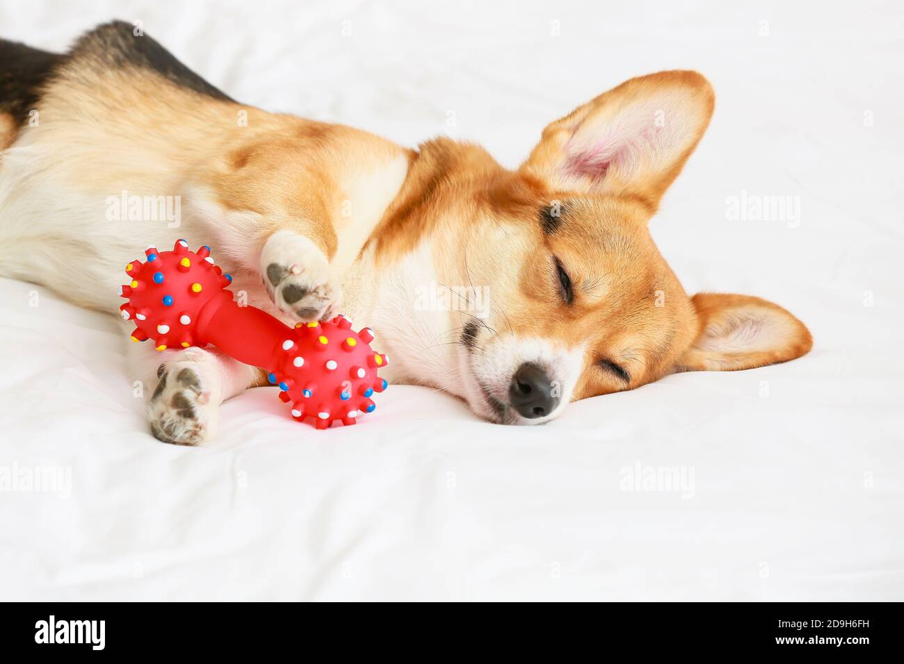Cute dog with toy lying on bed Stock Photo Alamy